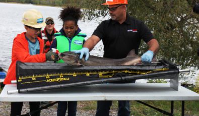 FishHeads hosts Christian and Syat handle a lake sturgeon with the help of OPG's Andy Narezny.