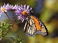 A Monarch butterfly on a flower.