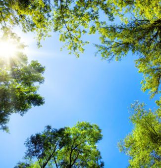 Trees and blue sky