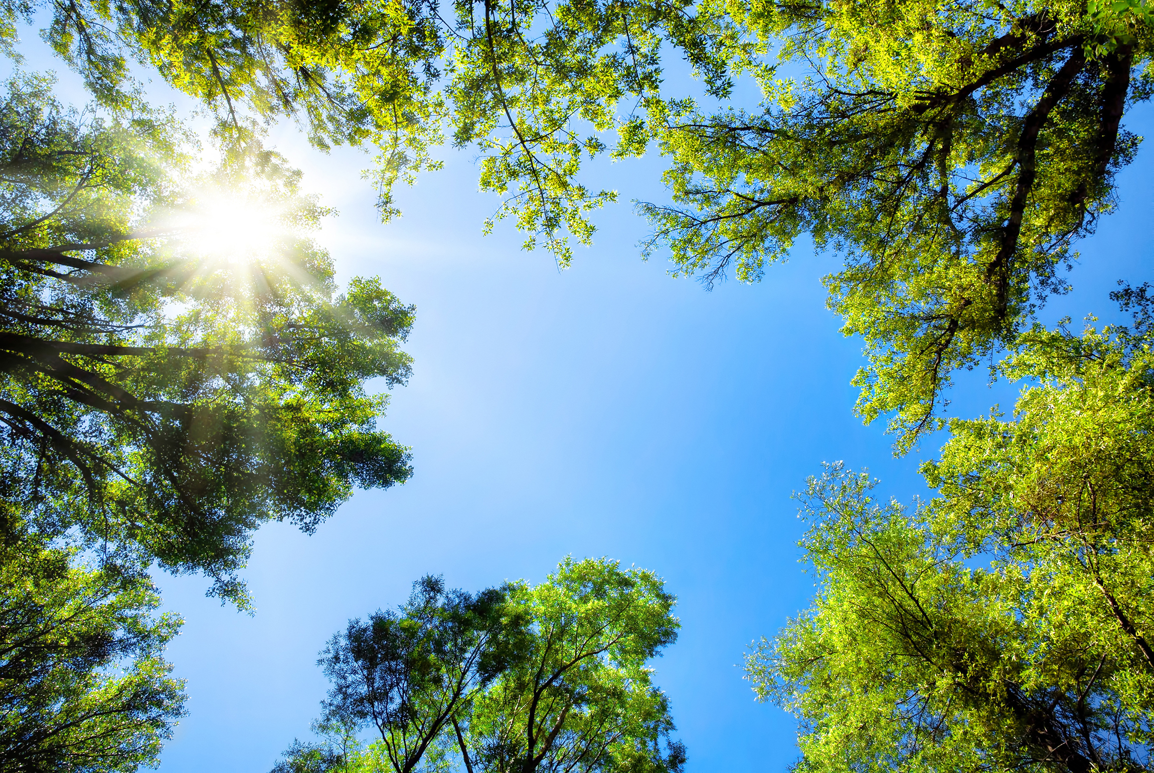 Trees and blue sky
