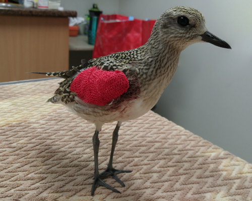 A black-bellied plover mends its wing at the Ottawa Valley Wild Bird Care Centre.
