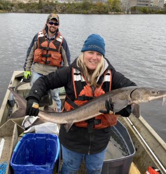 One of the lake sturgeon caught during OPG netting efforts on the Ottawa River in the fall.