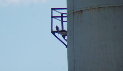 The falcon found a high perch after being released.