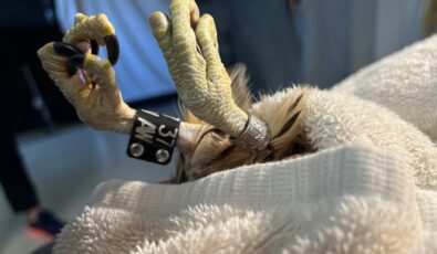 Before taking flight back into the sky, the young falcon received two bands with the help of the Innis Point Bird Observatory and the Canadian Peregrine Foundation.