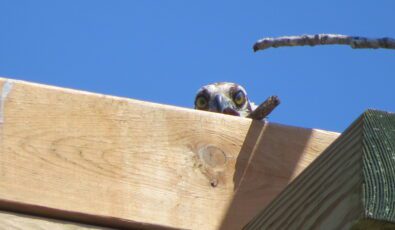 An osprey peeks out from a special nesting platform at OPG's Chats Falls GS.