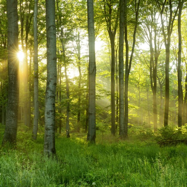 Green Natural Beech Tree Forest illuminated by Sunbeams through Trees