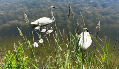 Two swans swim in wetlands