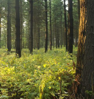 A pine forest illuminated by the evening sun.