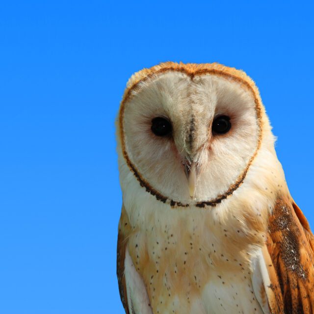 Earth Rangers' Sonic the Barn Owl