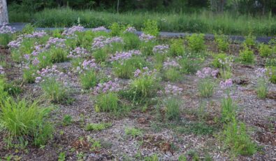 The Saunders visitor centre’s expanded landscape includes new gardens featuring plants and flora important to Indigenous people