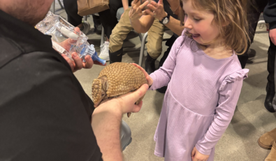 A young girl pets an armadillo during the Diversity of Living Things show at the R.H. Saunders Hydro Dam Visitor Centre.