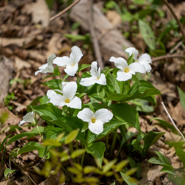 White trillium flowers